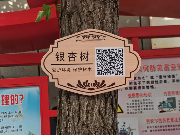 通化市二道江区电源社区银杏树信息展示系统上线